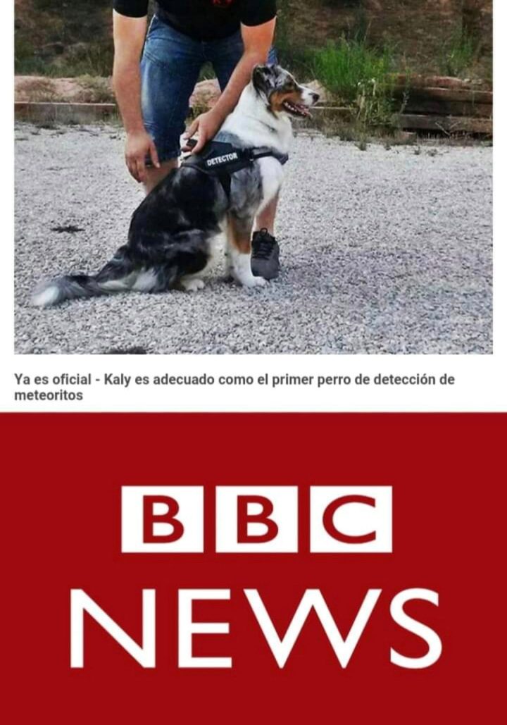 Artículo de BBC News sobre el proyecto de el primer perro detector de meteoritos