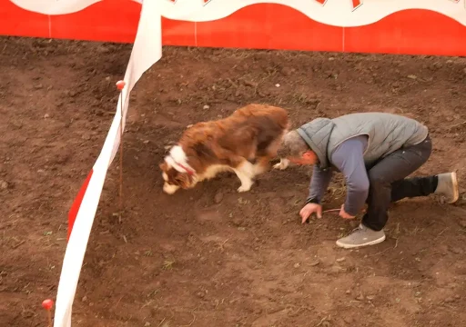 Shiba-y-Dani-en-el-Concurso-de-Perros-Truferos-de-Falset