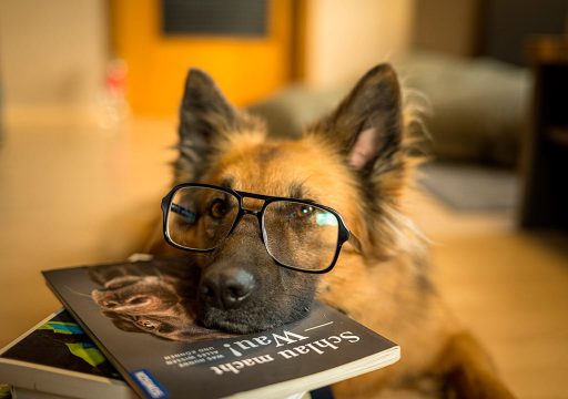 El Análisis de la Conducta en Perros