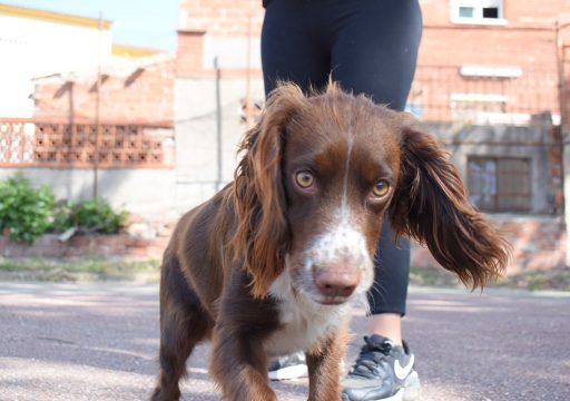 Nueva Integrante en la División Canina de Perros Truferos