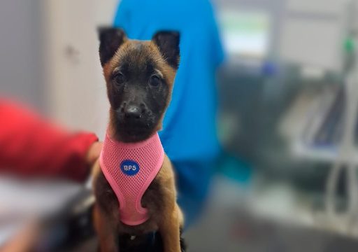 Nueva incorporación en Bio Markers k9