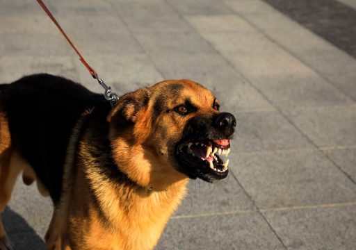 El Análisis de la Conducta en Perros