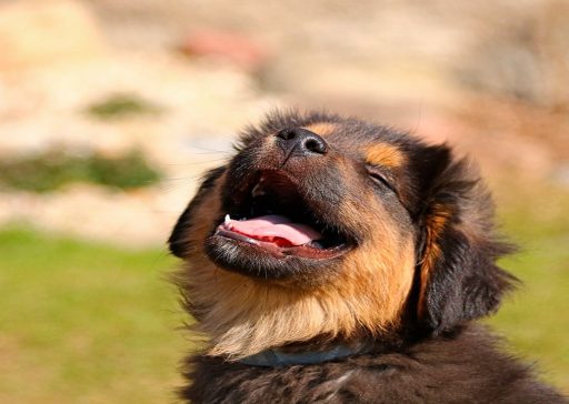 Cómo educar cachorros