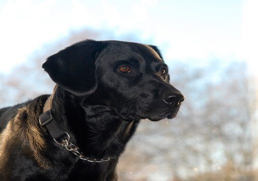 Raza de perro El Springador