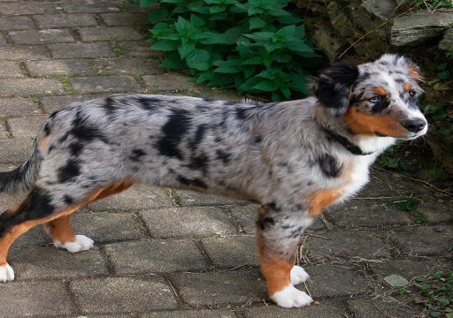 Cachorro raza de perro pastor australiano