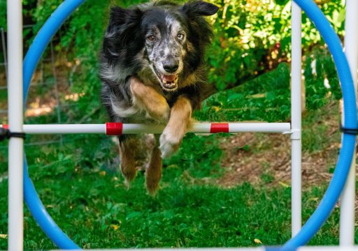 raza de perro pastor australiano