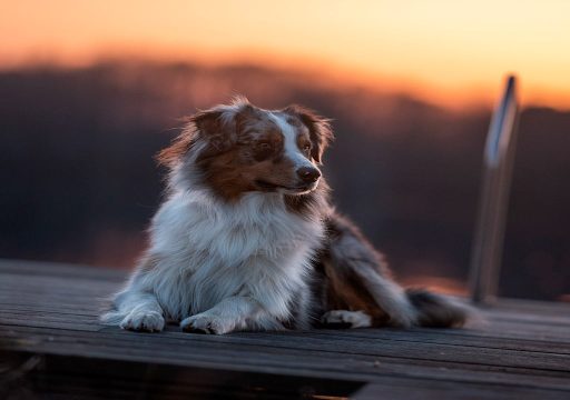 Raza de perro Pastor Australiano