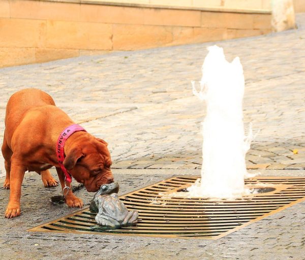 Perro olfateando unas estatuas de ranas en un fuente de agua