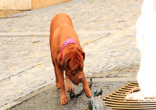 Perro explorando una fuente de ciudad con una estatua de rana, en un ejercicio de enriquecimiento ambiental