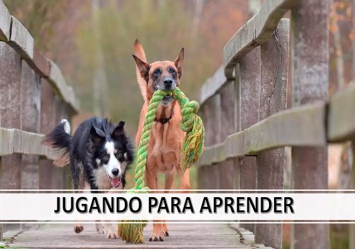 Cartel Curso Enseña a tu perro jugando - educación canina positiva