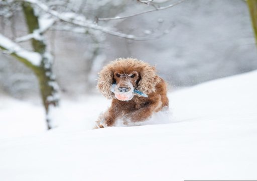 Raza de perro Working Cocker Spaniel