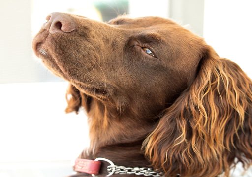 Raza de perro Working Cocker Spaniel