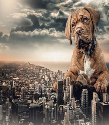 Enriquecimiento ambiental