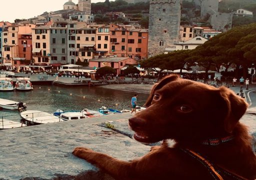 Enriquecimiento ambiental