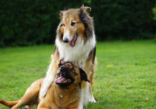 Cómo deciden los perros