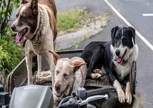 Imagen de tres perros relajados y cómodos sobre un moto quad en una actividad de enriquecimiento ambiental