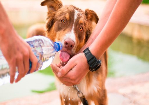 perro-bebiendo-agua