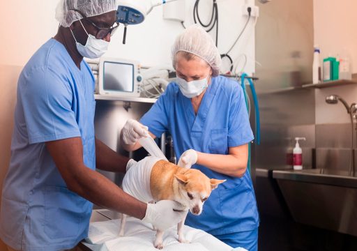 Dominancia en Perros