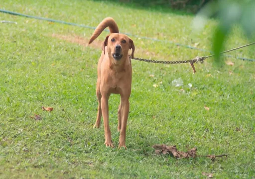 Cómo ayudar a tu perro a tomar mejores decisiones
