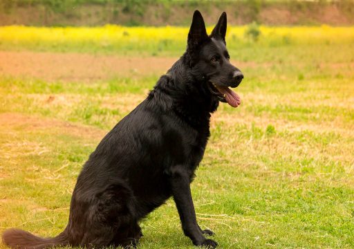El Calor y los Perros