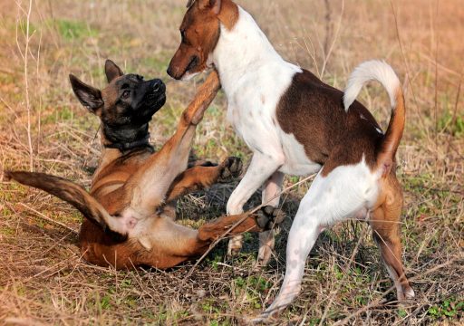 Dominancia en Perros