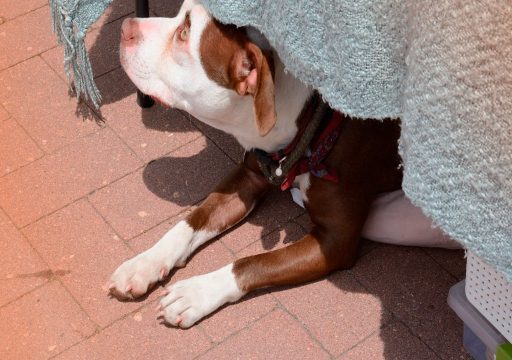 perro-en-la-sombra-bajo-mesa