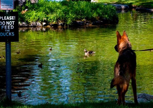 como afecta el entorno al comportamiento del perro