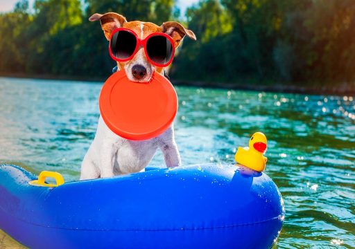 perro-refrescandose-en-el-agua