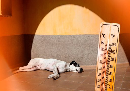 El Calor y los Perros
