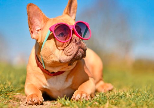 El Calor y los Perros