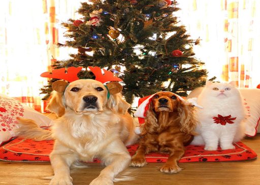 Perros y Navidad