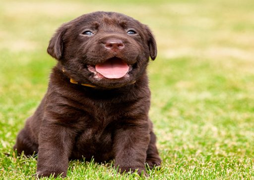 Como educar cachorros, ejemplar cachorro marrón