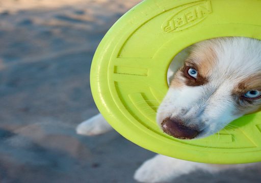 raza de perro pastor australiano