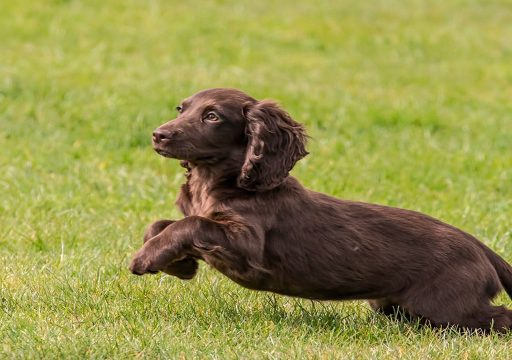Raza de perro Working Cocker Spaniel