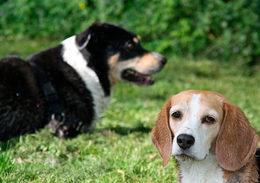 ¿Sabes qué es el Recall en tus Perros?