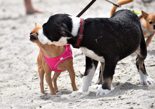 Qué es el recall en perros