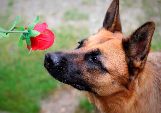 Cómo deciden los perros