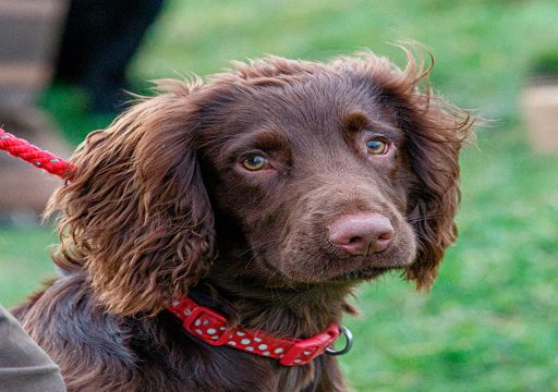 Raza de perro Working Cocker Spaniel