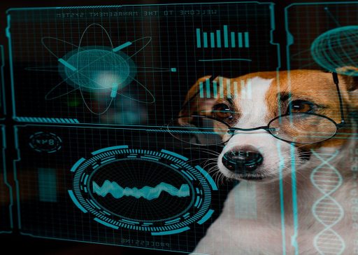 Comprender la conducta canina