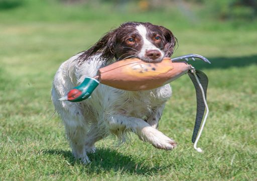 Raza de perro Working Cocker Spaniel