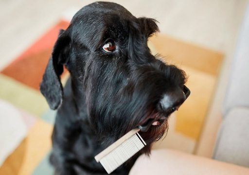 Raza de Perro Schnauzer