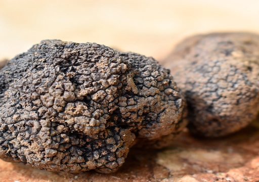 perros truferos, trufa