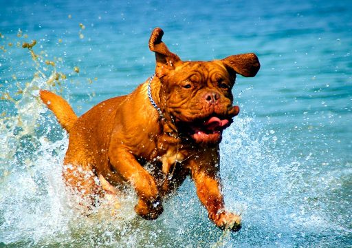 Qué son los Zoomies en Perros