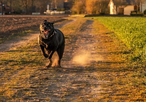 Qué son los Zoomies en Perros